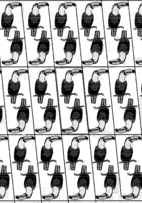 toucans