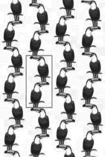 toucans S