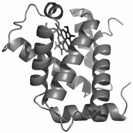 protein chain