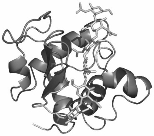 lysozyme